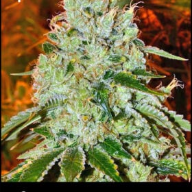Flowering-Cookiedawg-Strain-by
