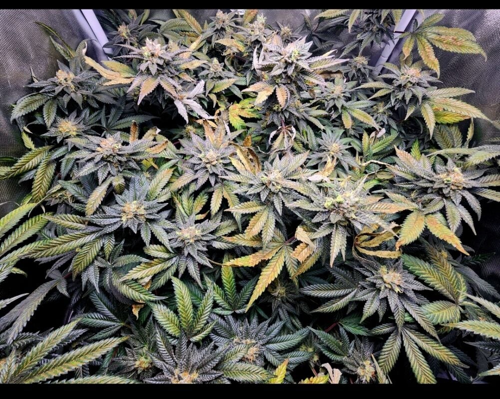 Image #14 from firethelazers
