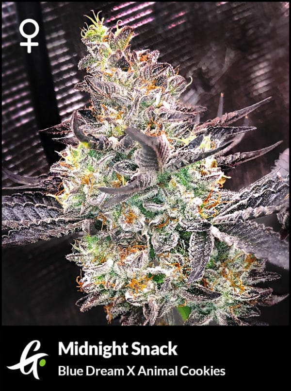 Flowering Midnight Snack strain by Greenpoint Seeds