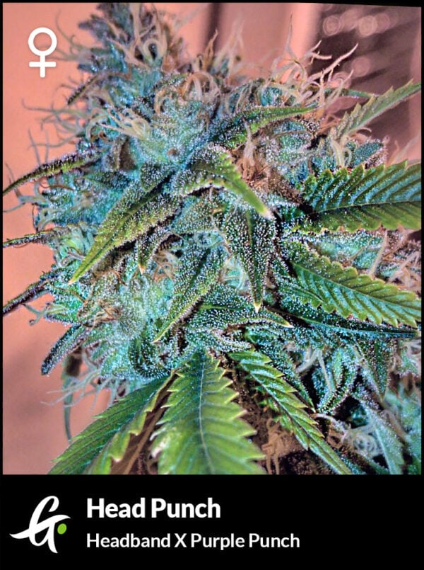 Flowering Headband strain used in Head Punch by Greenpoint Seeds