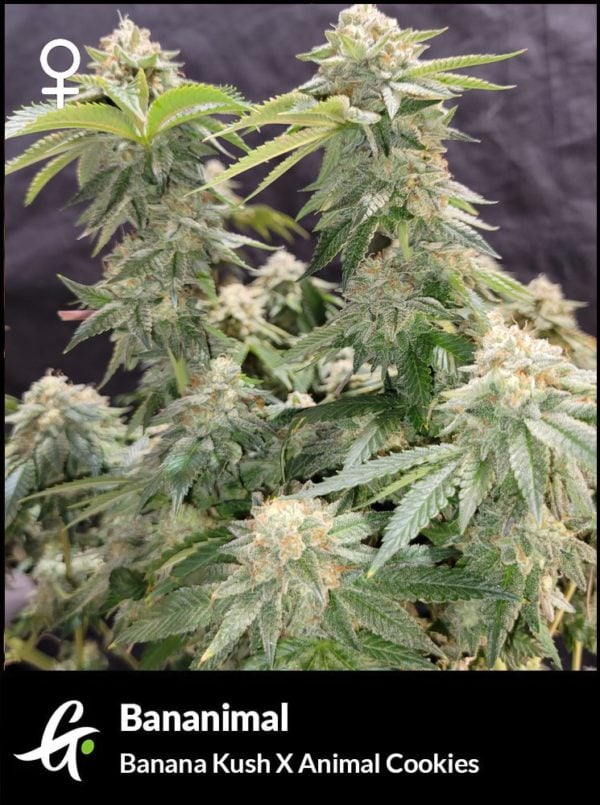 Flowering Bananimal cannabis strain by Greenpoint Seeds