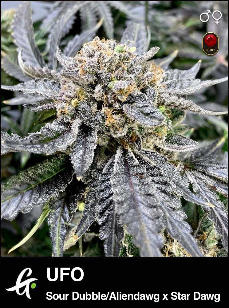 UFO cannabis strain by Greenpoint Seeds