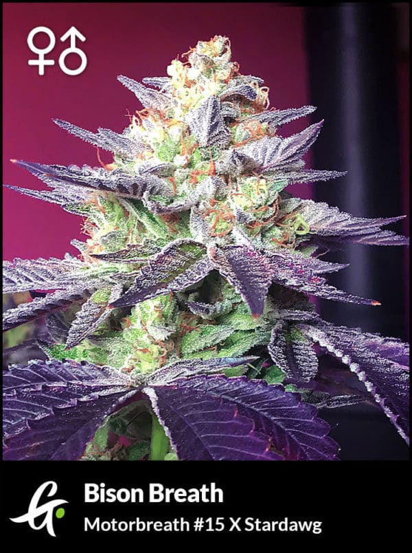 Flowering Motorbreath #15 cannabis strain used in Bison Breath by Greenpoint Seeds