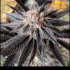 Flowering Black Banana Cookies cannabis strain used in Black Banana Chem by Greenpoint Seeds