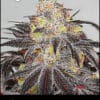 Flowering Bubblegum cannabis strain used in Bodega Bubblegum by Greenpoint Seeds