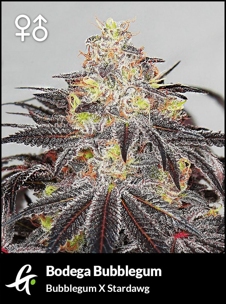 Flowering Bubblegum cannabis strain used in Bodega Bubblegum by Greenpoint Seeds