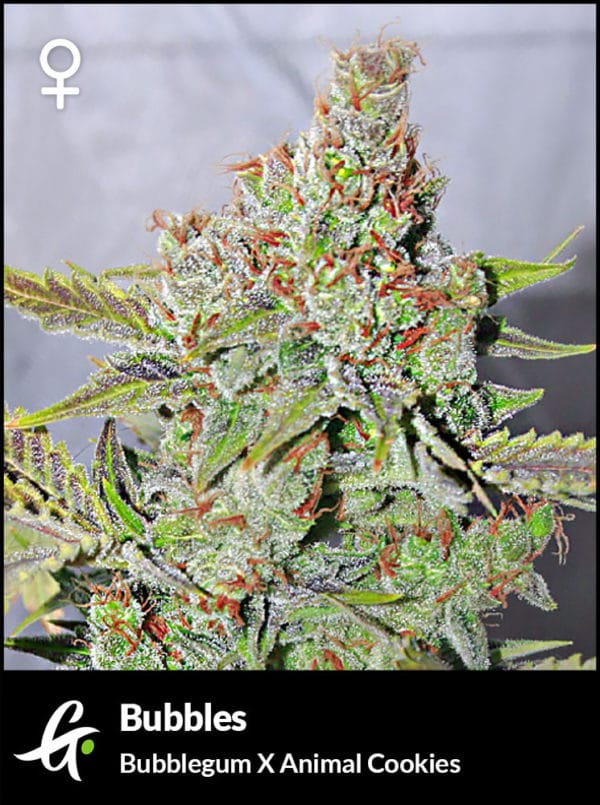 Flowering Bubblegum cannabis strain used in Bubbles by Greenpoint Seeds