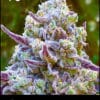 Flowering Wedding Cake cannabis strain used in Cake N' Chem by Greenpoint Seeds