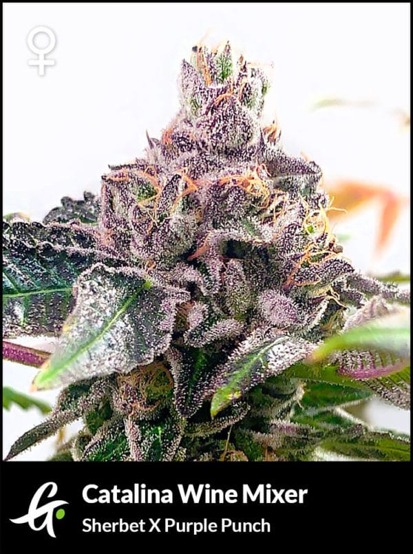 Flowering Catalina Wine Mixer Cannabis Strain (Sherbet x Purple Punch) by Greenpoint Seeds