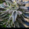 Flowering Chem Daiquiri Cannabis Strain by Greenpoint Seeds