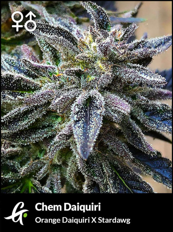 Flowering Chem Daiquiri Cannabis Strain by Greenpoint Seeds