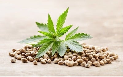 Cannabis Seeds and plant