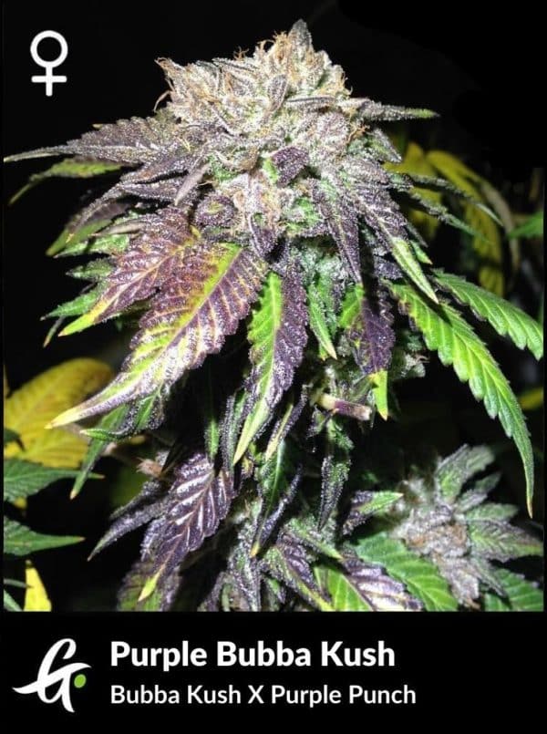 Flowering Bubba Kush strain used in Purple Bubba Kush by Greenpoint Seeds