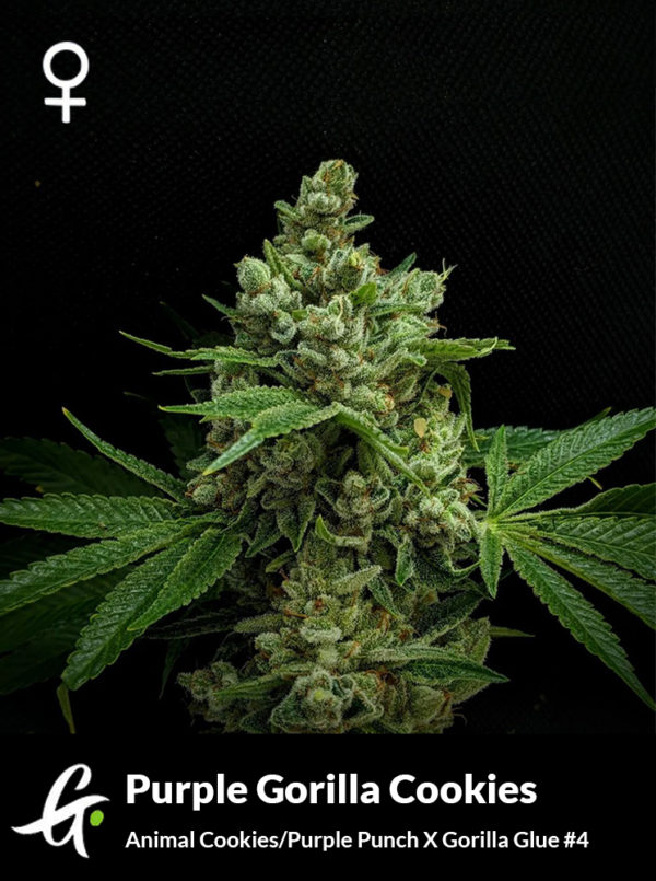 Purple Gorilla Cookies cannabis strain