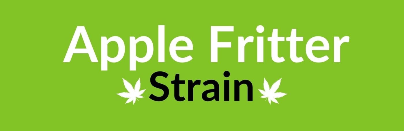 Apple Fritter Strain Review & Information