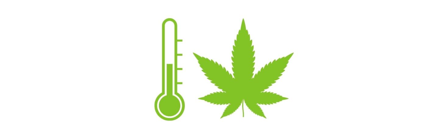 Best temperature for cannabis seedlings