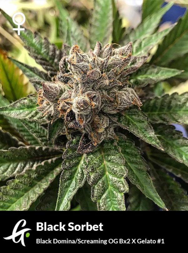 Flowering Black Sorbet cannabis strain