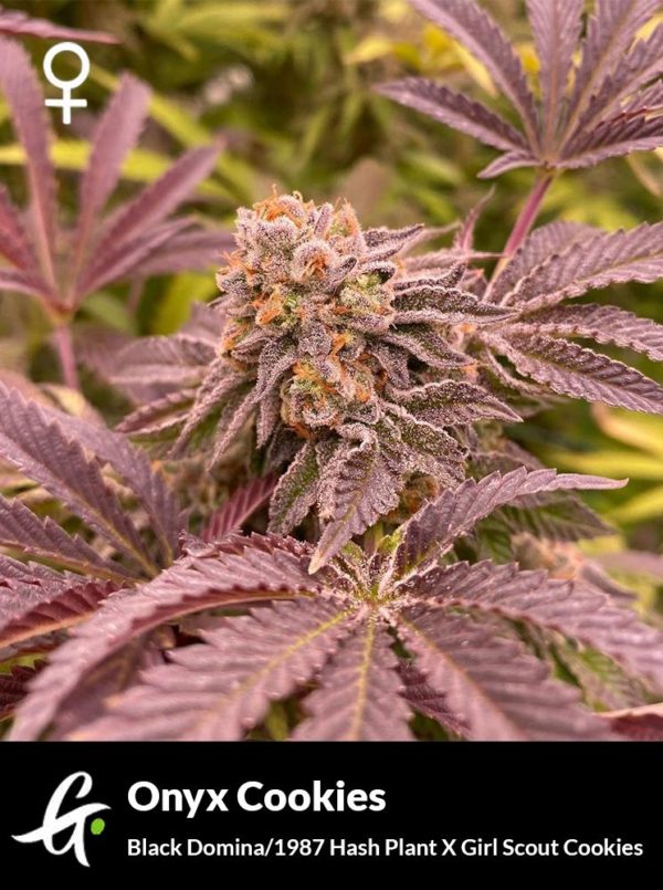 Flowering Onyx Cookies cannabis strain