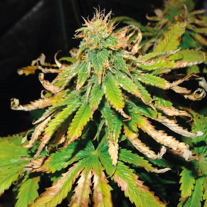 Cannabis plant with heat stress