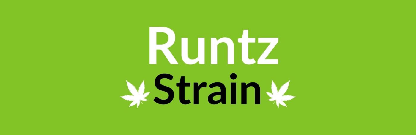 Runtz strain review
