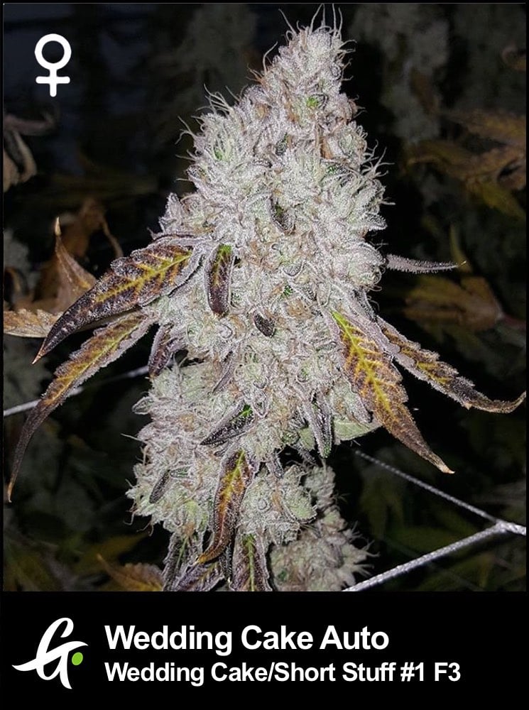 Flowering Wedding Cake Auto Strain by Greenpoint Seeds