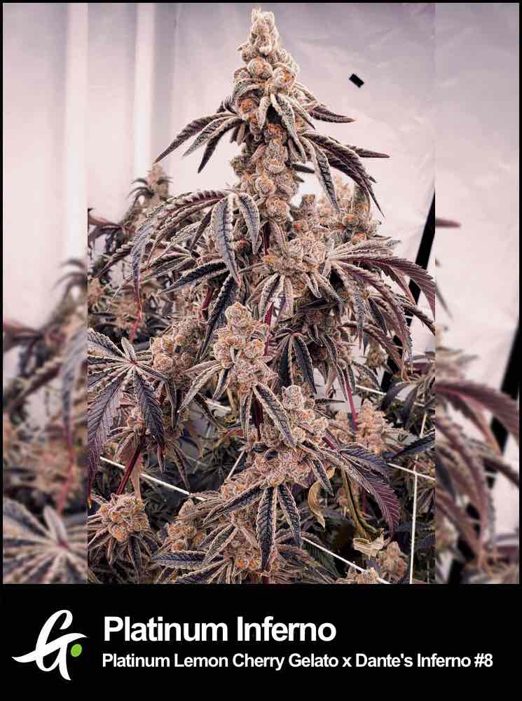 Platinum Inferno cannabis strain by Greenpoint Seeds