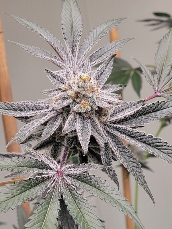 Dalato | Gelato #33 x Dante's Inferno #8 by Greenpoint Seeds