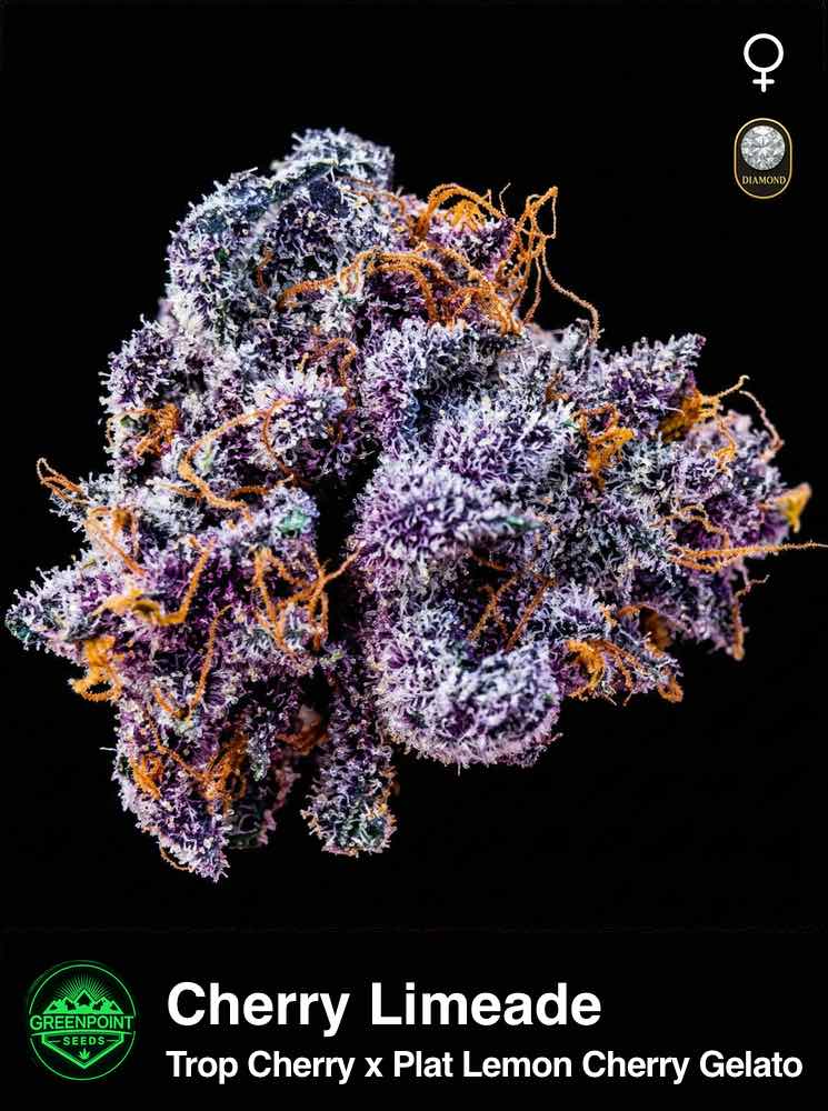 Cherry Limeade cannabis strain by Greenpoint Seeds