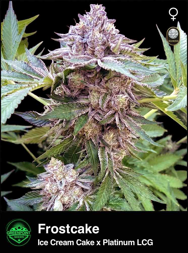 Frostcake cannabis strain by Greenpoint Seeds