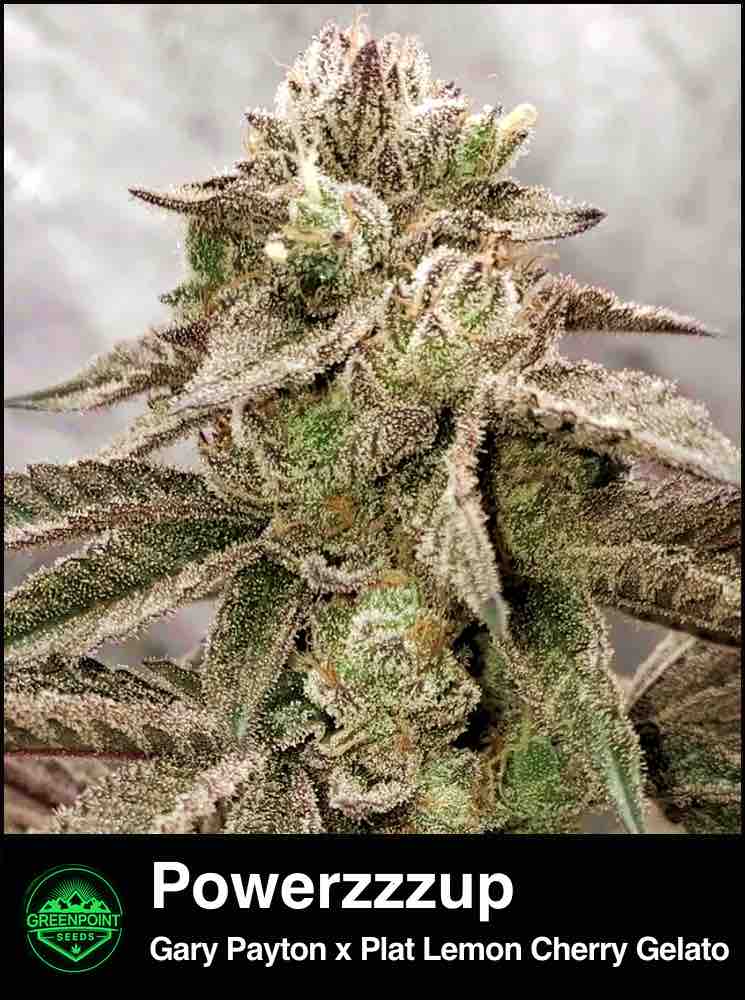 Powerzzzup cannabis strain by Greenpoint Seeds