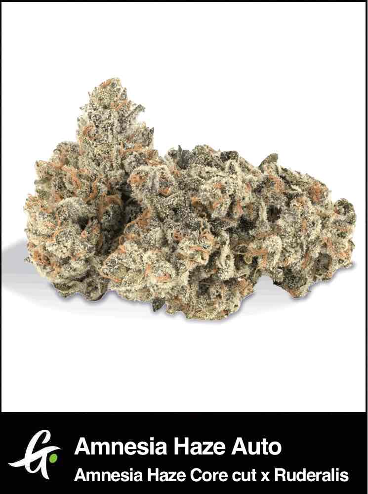 Amnesia Haze cannabis strain by Greenpoint Seeds