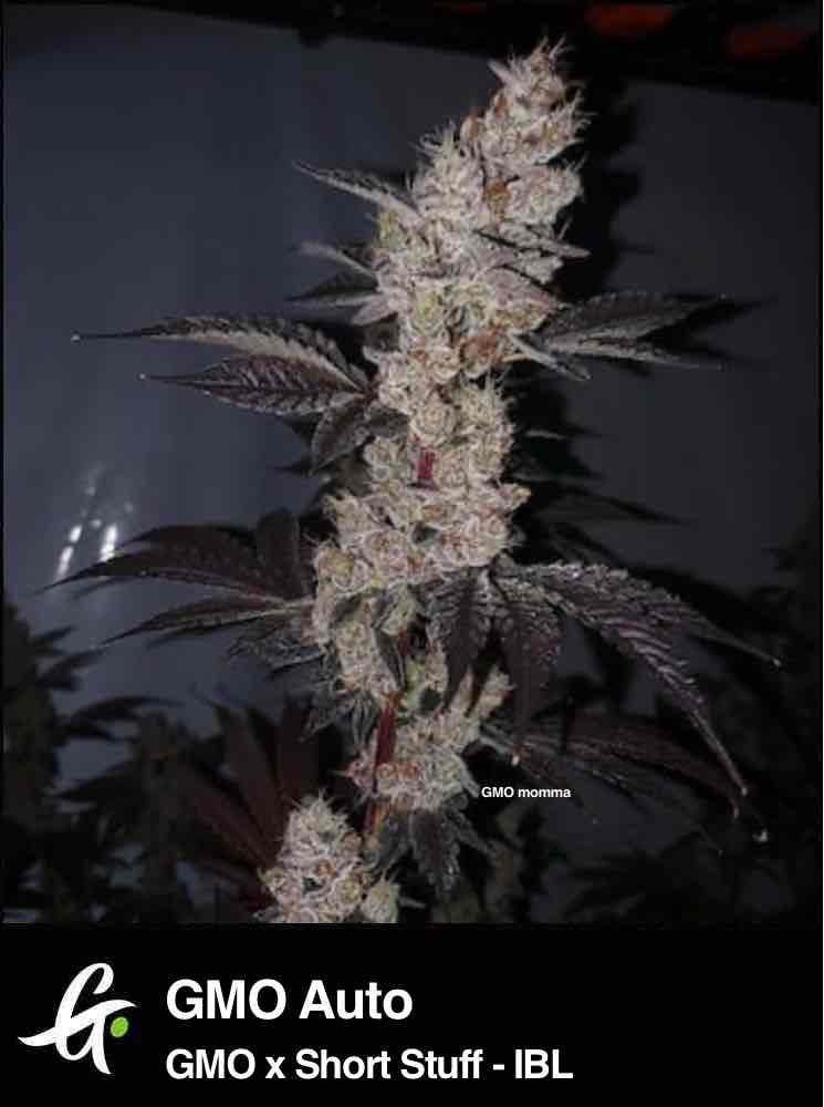 GMO cannabis strain by Greenpoint Seeds