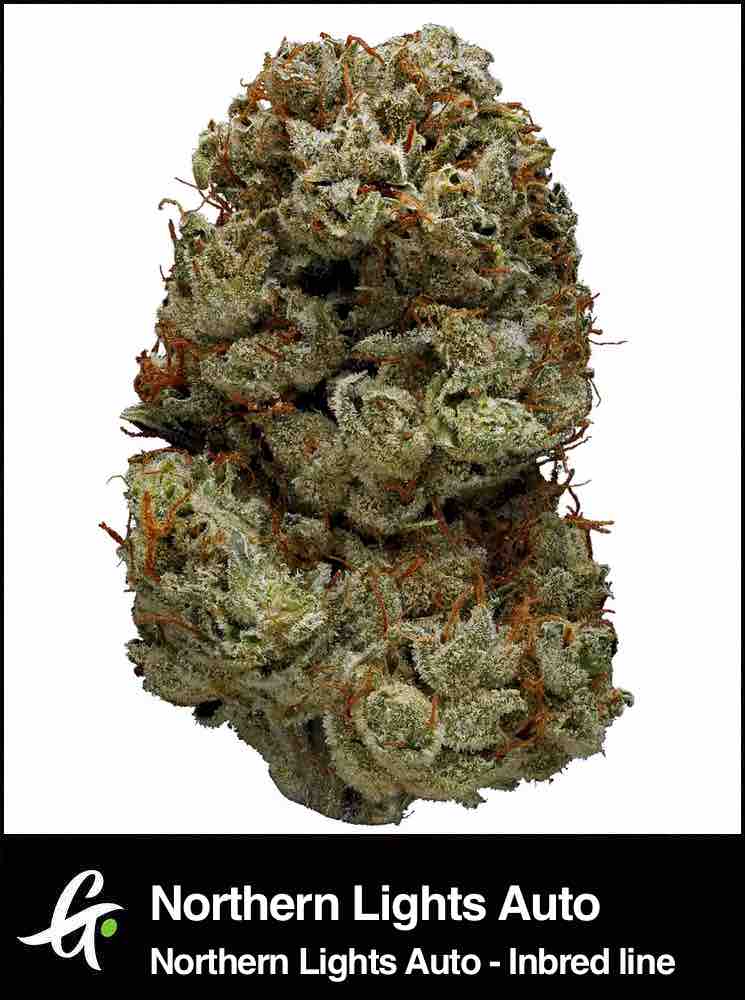 Northern Lights cannabis strain by Greenpoint Seeds