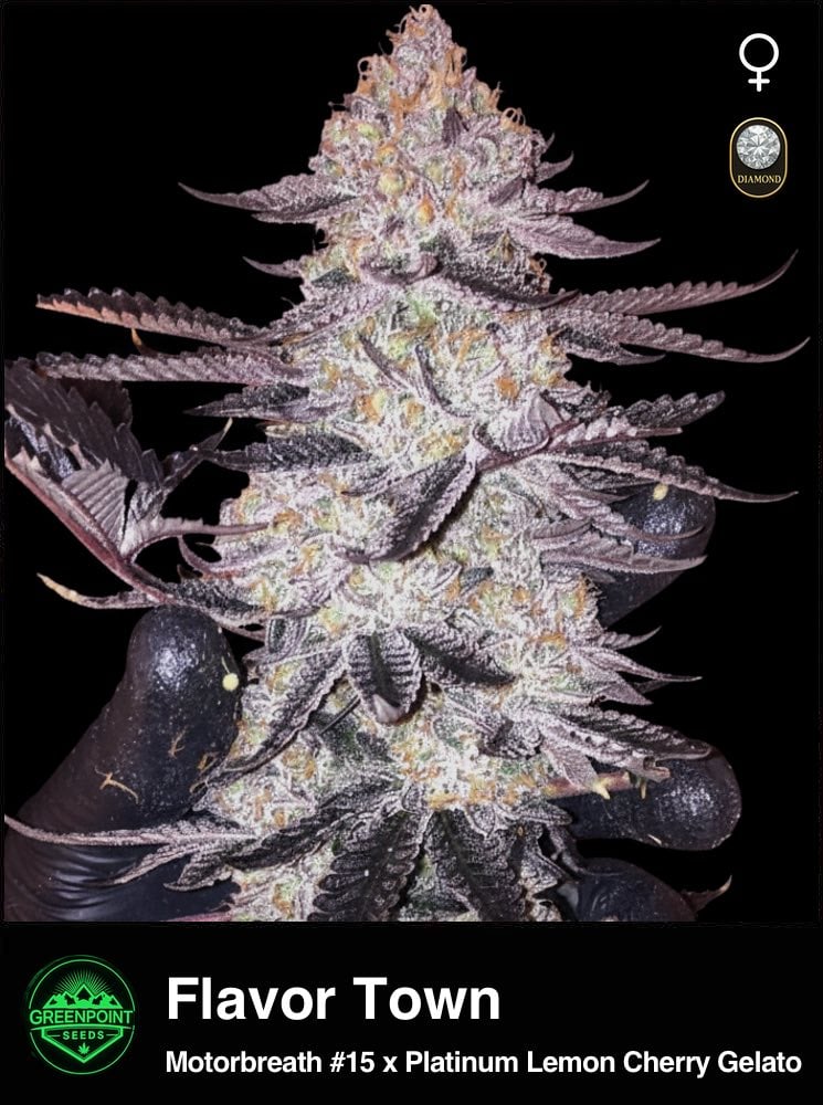 Flavortown cannabis strain by Greenpoint Seeds