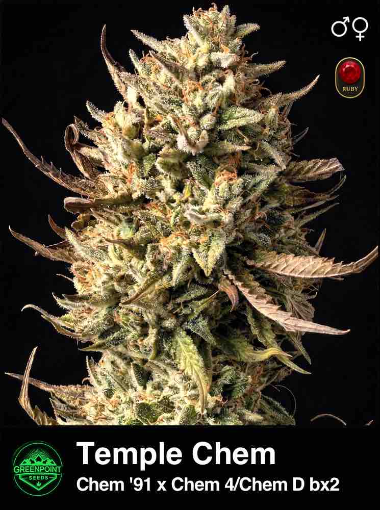 Temple Chem cannabis strain by Greenpoint Seeds
