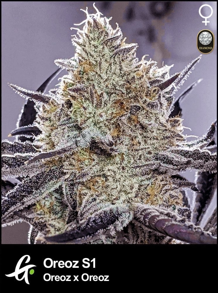 THXE 20%［1ml］OREOZ Oreoz Strain - Gold CBD | GS/GC Fulfillment