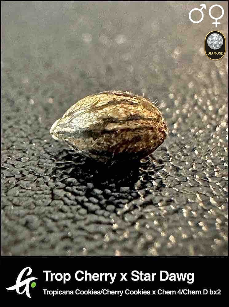 Tropicana Cherry x Stardawg – Relentless Trop Cherry Cross with