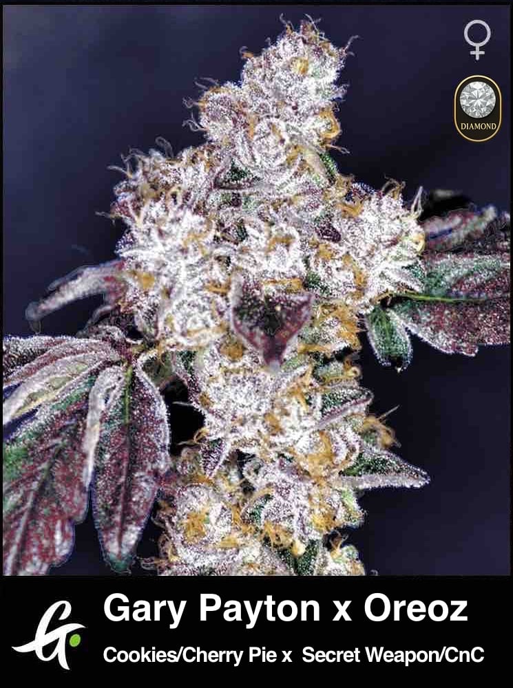Temple Chem Cannabis Seeds – Chem 91 × Stardawg