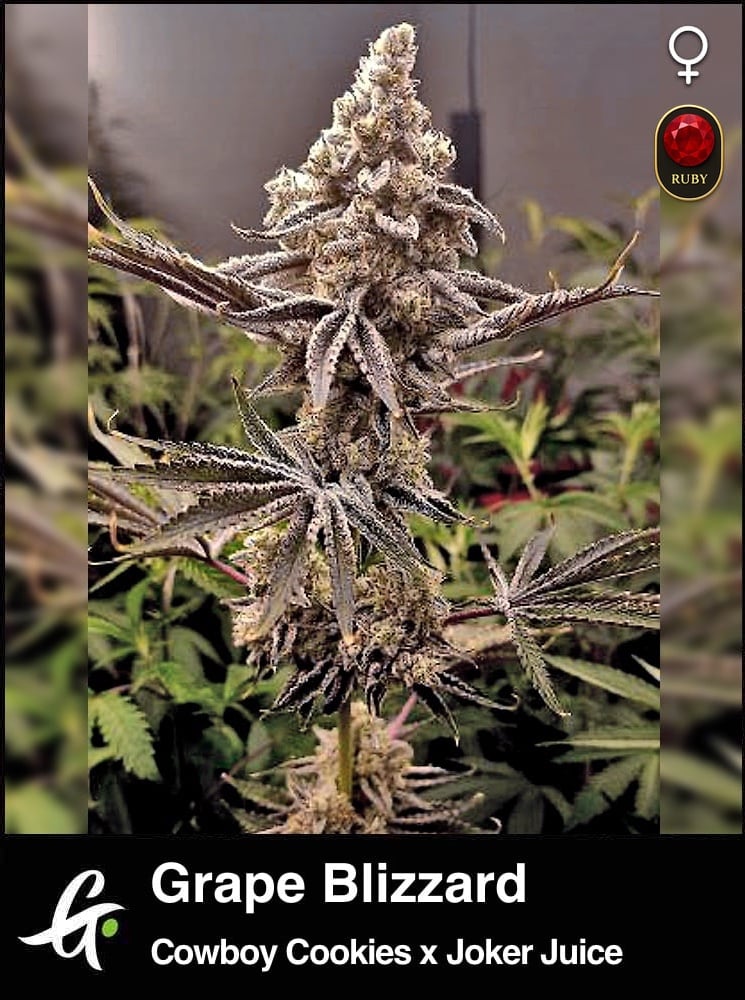 Grape Blizzard cannabis strain by Greenpoint Seeds