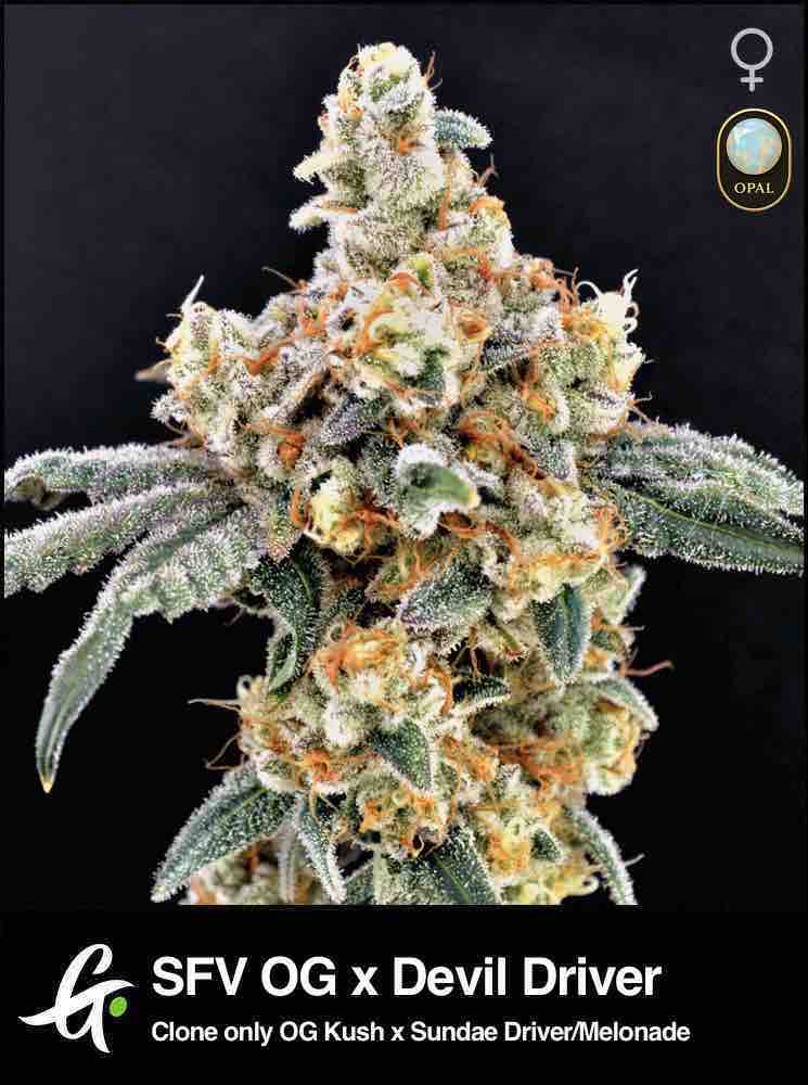 Dalato | Gelato #33 x Dante's Inferno #8 by Greenpoint Seeds