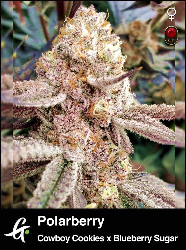 Polarberry strain by Greenpoint Seeds