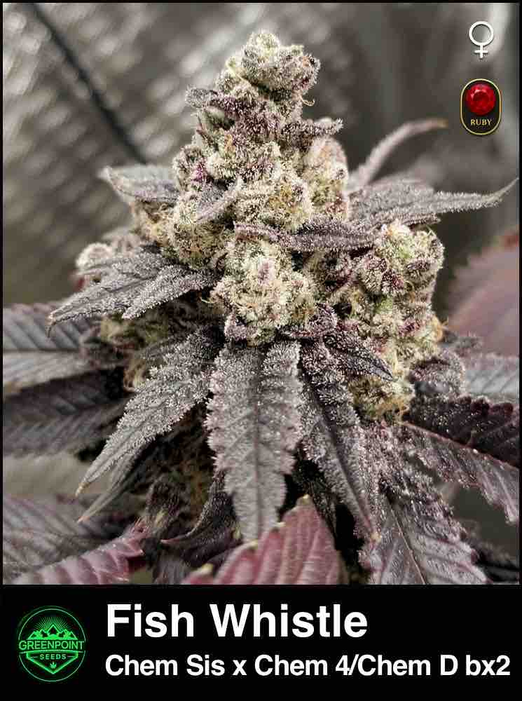 Fish Whistle cannabis strain by Greenpoint Seeds