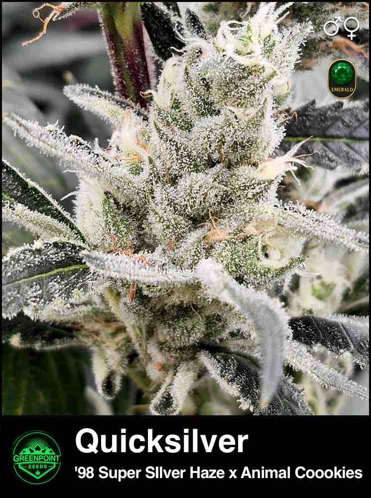 Quicksilver by Greenpoint Seeds