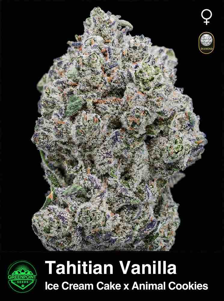 Tahitian Vanilla cannabis strain by Greenpoint Seeds