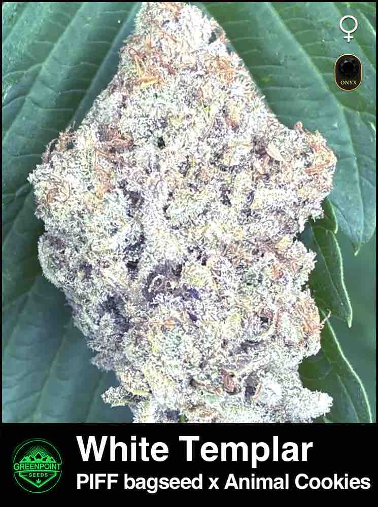 White Templar by Greenpoint Seeds