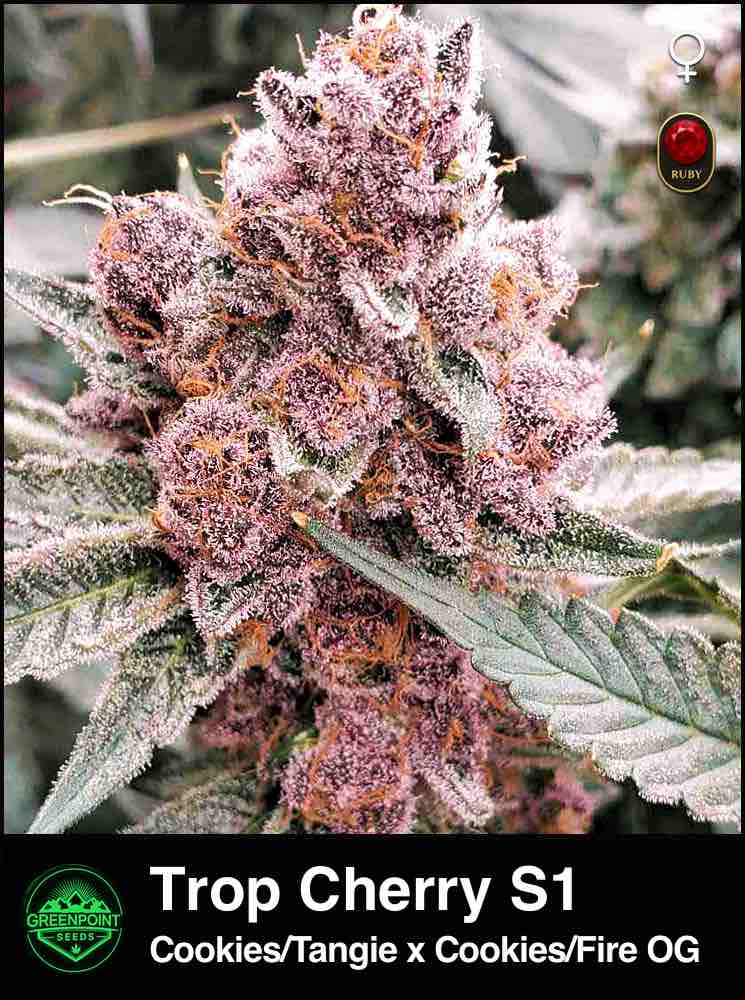 Trop Cherry S1 by Greenpoint Seeds