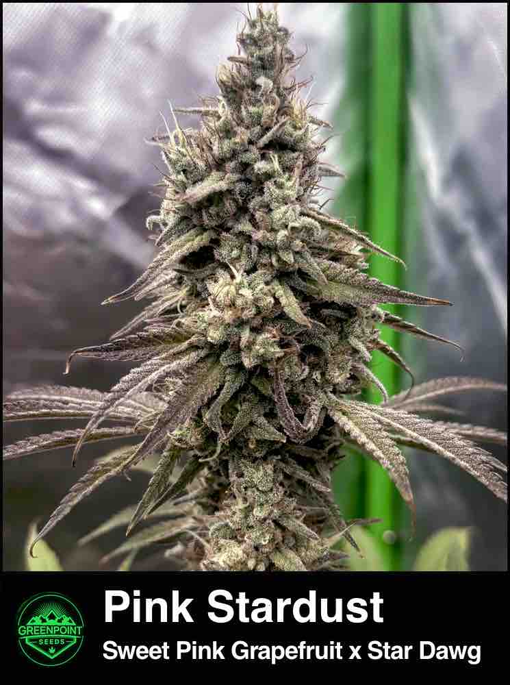 Pink Stardust cannabis strain by Greenpoint Seeds