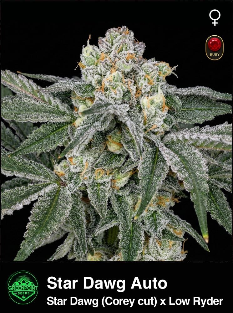 Stardawg Auto Seeds | Greenpoint Seeds
