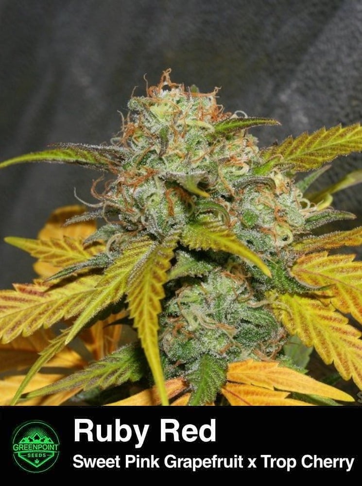 Ruby Red by Greenpoint Seeds