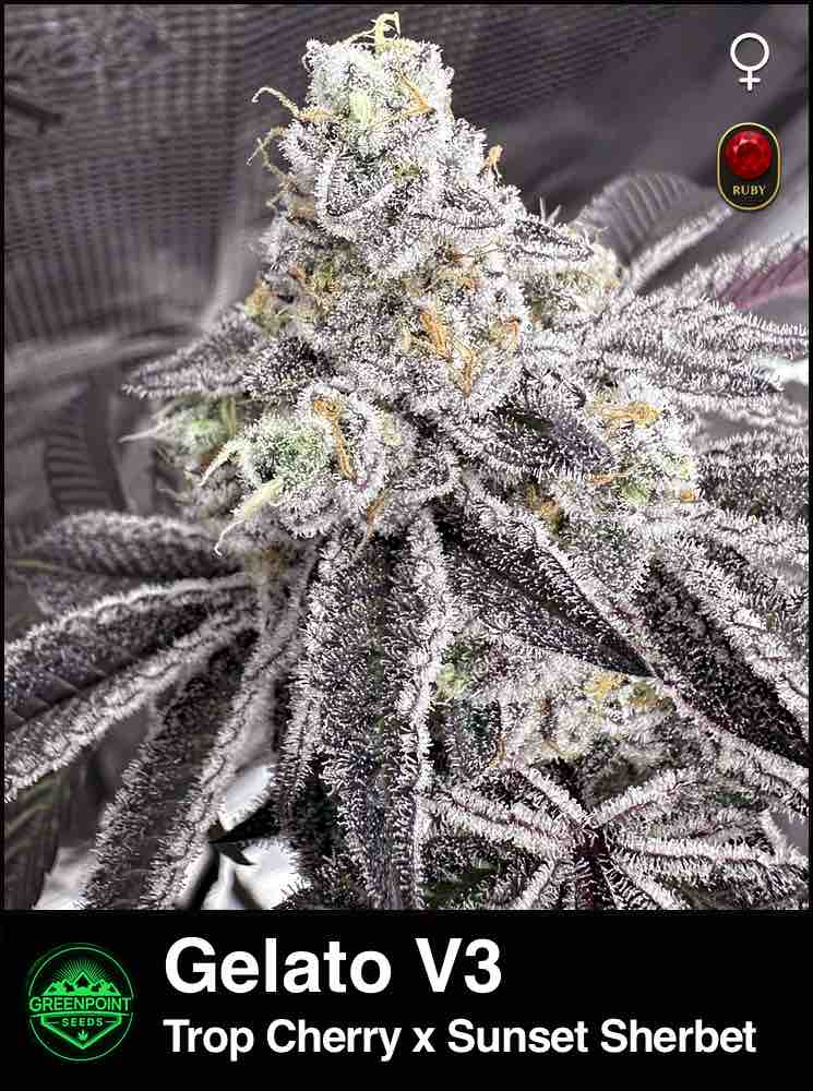 Gelato V3 cannabis strain by Greenpoint Seeds